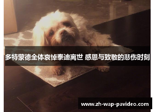 多特蒙德全体哀悼泰迪离世 感恩与致敬的悲伤时刻